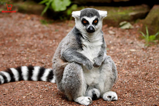 Les lémuriens de Madagascar : des animaux fascinants menacés d'extinction